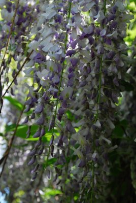 Wisteria floribunda - vistárie květnatá - květenství